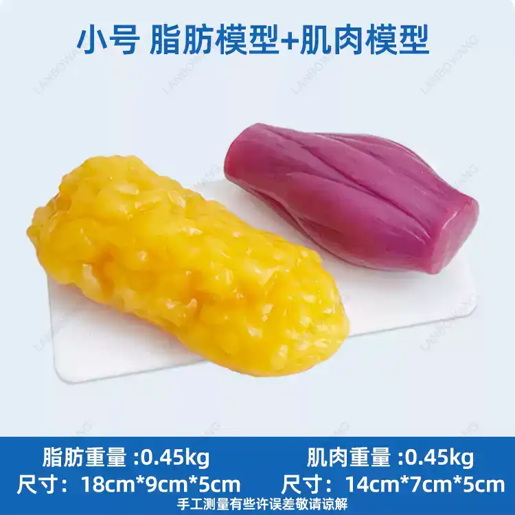 인간 근육 및 지방 모형, 건강 체중 감량 영양 교육  - Nutrition For Fitness 리뷰 및 가격
