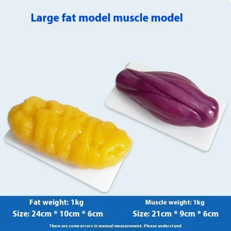 인간 근육 및 지방 모형 건강 및 체중 감량 영양 및  - Nutrition For Fitness 리뷰 및 가격